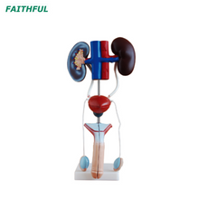 Male/Female Urogenital System