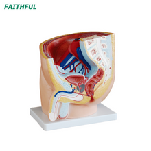 Human Male/Female Pelvis Section (1 part)