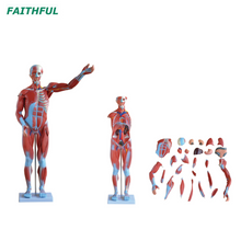 XC-334 80CM Human Muscle Model Male(27 Parts)