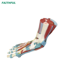 XC-338 Life Size Human Muscle Foot Model (7 Parts)