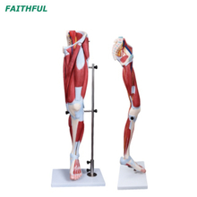 XC-337 Muscle of Human Leg (13 Parts)