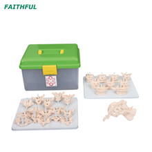 XC-107D Life-Size Vertebral Column Disarticulate Model