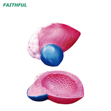 XC-317 Expansion Model of Urinary Bladder
