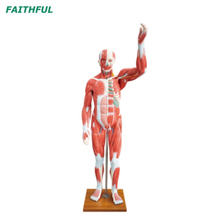 XC-339 Life-Size Human Muscle Model (29 Parts)