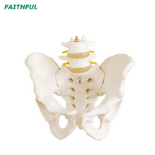 XC-128 Life-Size Pelvis with 2pcs Lumbar Vertebrae