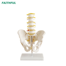 Lumbar Vertebrae XC-115 Series