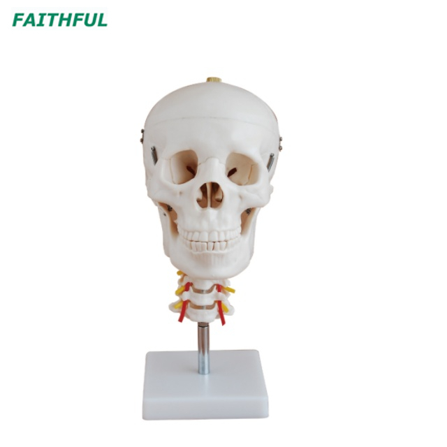 XC-135 Skull with Cervical Spine