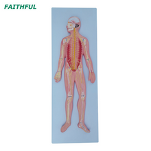 XC-322A Nervous System