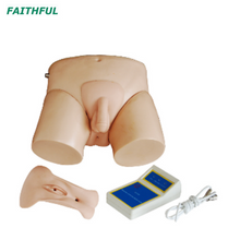 XC-408 Series Urethral Catheterization Simulator
