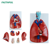 XC-320 Larynx, Heart and Lung Model