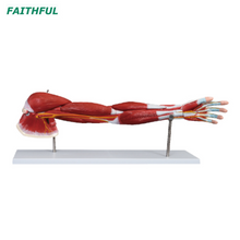 XC-336 Muscle of Human Arm (7 Parts)