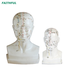 XC-507A/XC-507 （Life-size） Head Acupuncture Model
