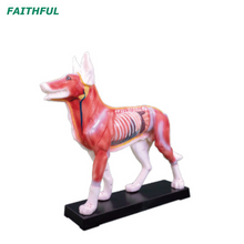 XC-600Series Animal Acupuncture Model