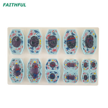 XC-708/XC-709 Meiosis Model 10 Parts/9 Parts