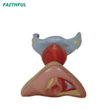 XC-429 Female Internal and External Genital Organs