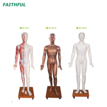 XC-501Series Deluxe Acupuncture Model 178CM