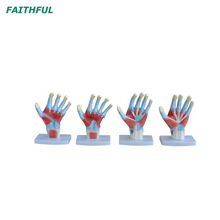 XC-325 Palm Anatomy