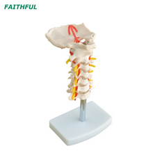 XC-133 Cervical Vertebral Column with Neck Artery