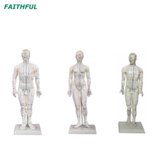 XC-500Series Acupuncture Model 46CM/48CM/50CM/60CM/70CM (Male/Female)