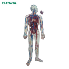 XC-322 Circulatory System