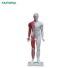 XC-500Series Deluxe Acupuncture（&Muscle） Model