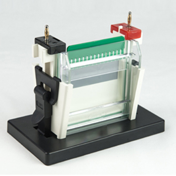 FSF-SCZ2+Mini-Protean Vertical Electrophoresis Cell 