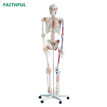 XC-101A Skeleton with Muscles and Ligaments 180CM Tall