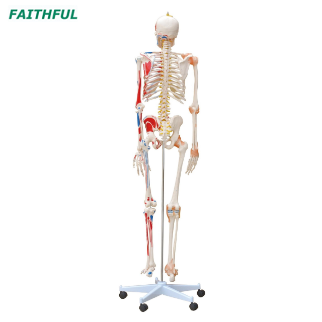 XC-101A Skeleton with Muscles and Ligaments 180CM Tall