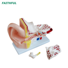 XC-303 Series Ear Model
