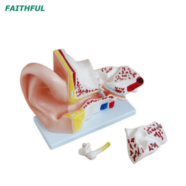XC-303 Series Ear Model