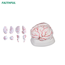 XC-308 Brain with Arteries