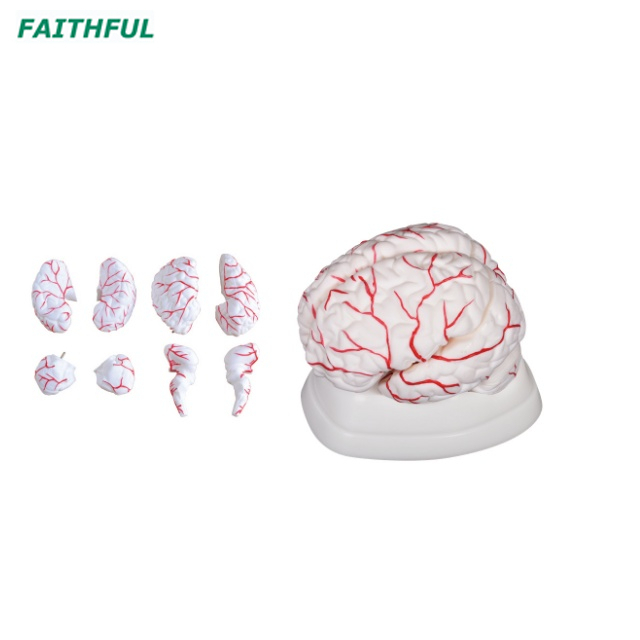 XC-308 Brain with Arteries