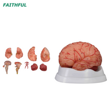 XC-308D Brain with Arteries 9 Parts