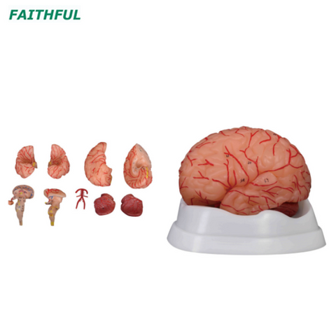 XC-308D Brain with Arteries 9 Parts