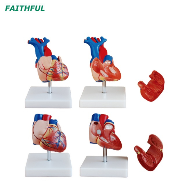 XC-307Series Heart Model