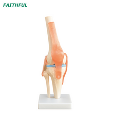 XC-111 Life-Size Knee Joint