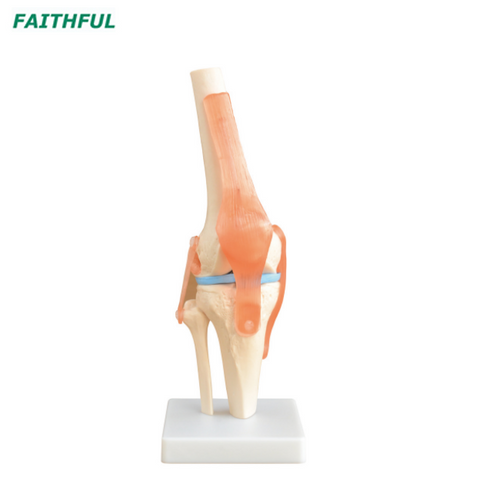 XC-111 Life-Size Knee Joint