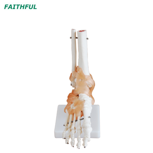 Foot Joint XC-113 Series 