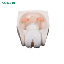 XC-417A Female Contraception Practice Model