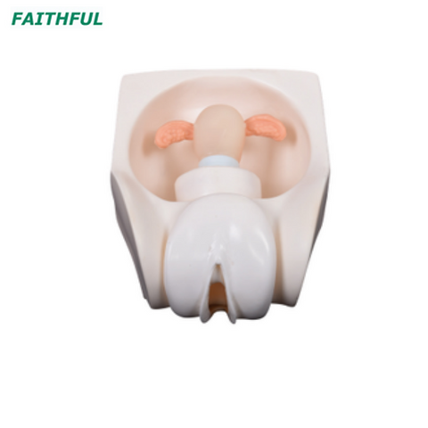 XC-417A Female Contraception Practice Model