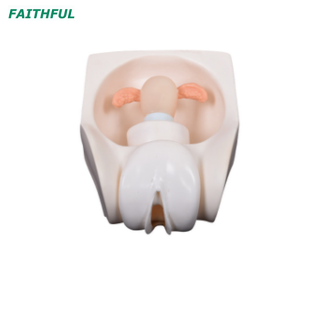 XC-417A Female Contraception Practice Model