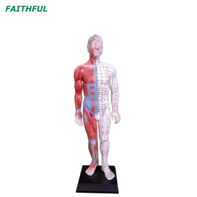 XC-500Series Deluxe Acupuncture（&Muscle） Model