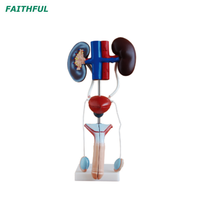 Male/Female Urogenital System