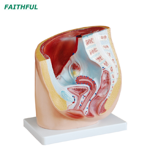 Human Male/Female Pelvis Section (1 part)