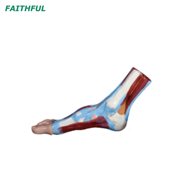  XC-326 Series Foot Anatomical Model