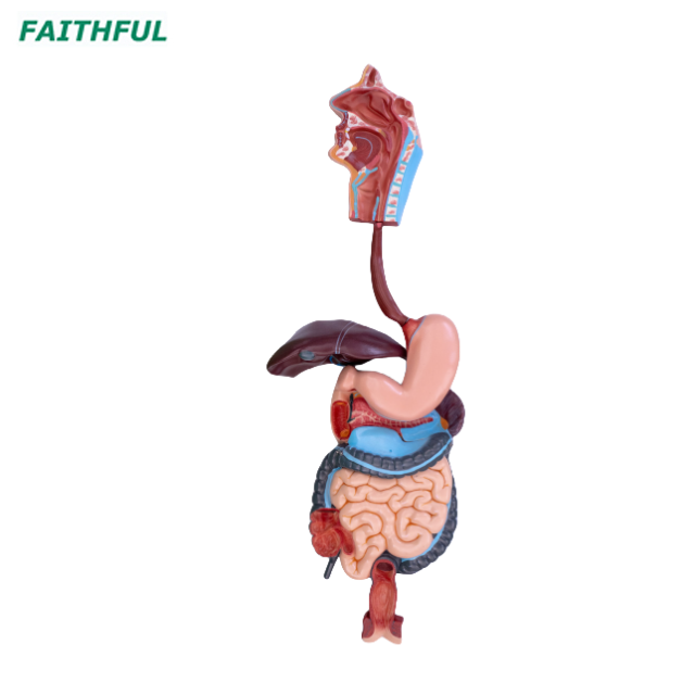 XC-315 Digestive System