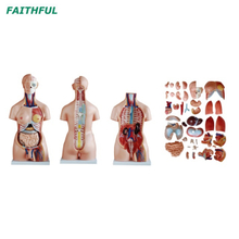 XC-208 85CM Unisex Torso 40 Parts