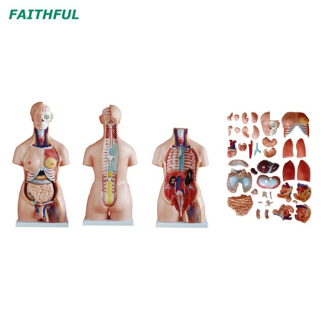 XC-208 85CM Unisex Torso 40 Parts