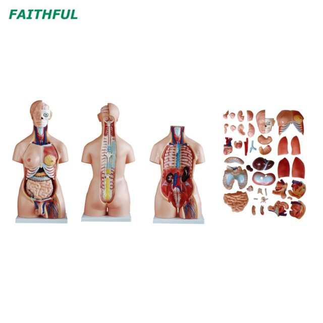 XC-208 85CM Unisex Torso 40 Parts