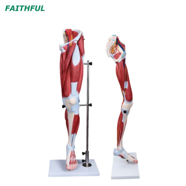 XC-337 Muscle of Human Leg (13 Parts)